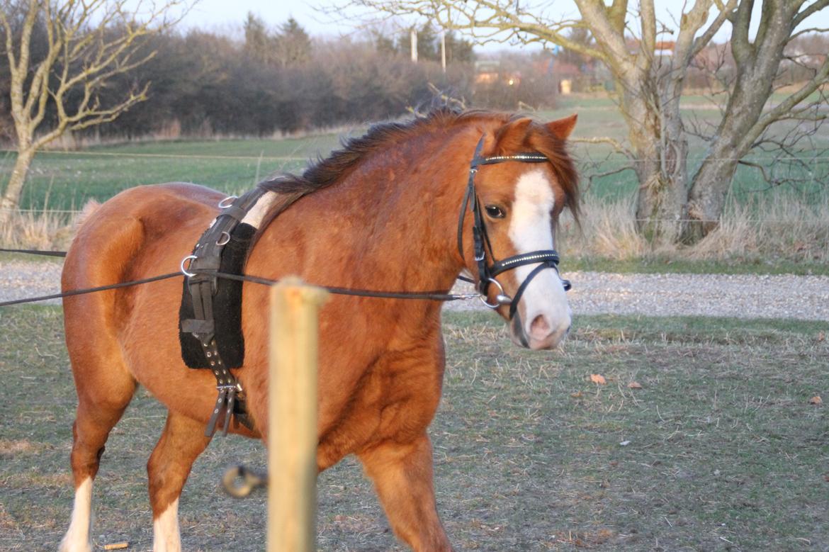 Welsh Pony (sec B) Caya's Angel billede 17