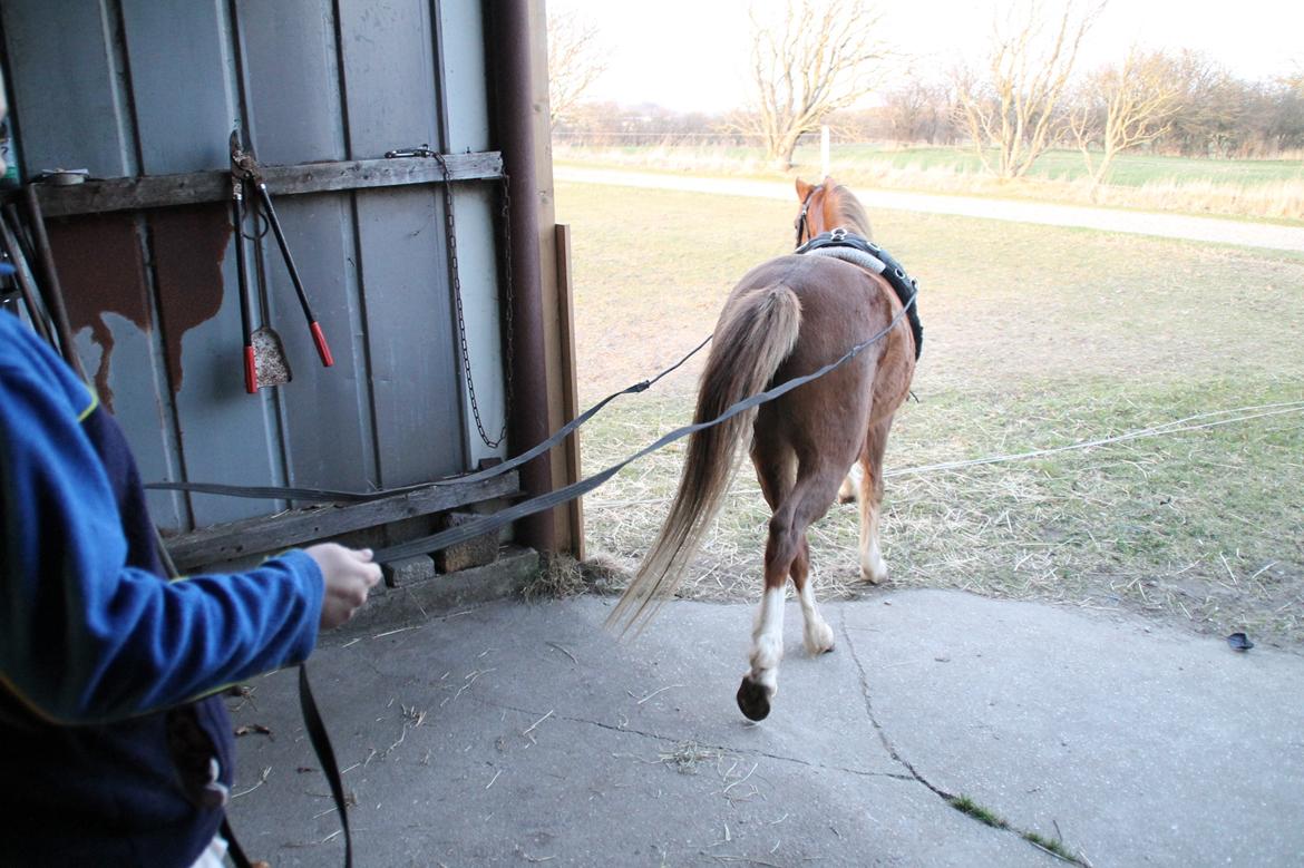 Welsh Pony (sec B) Caya's Angel billede 18
