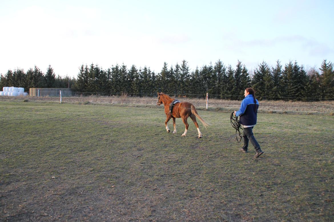 Welsh Pony (sec B) Caya's Angel billede 19