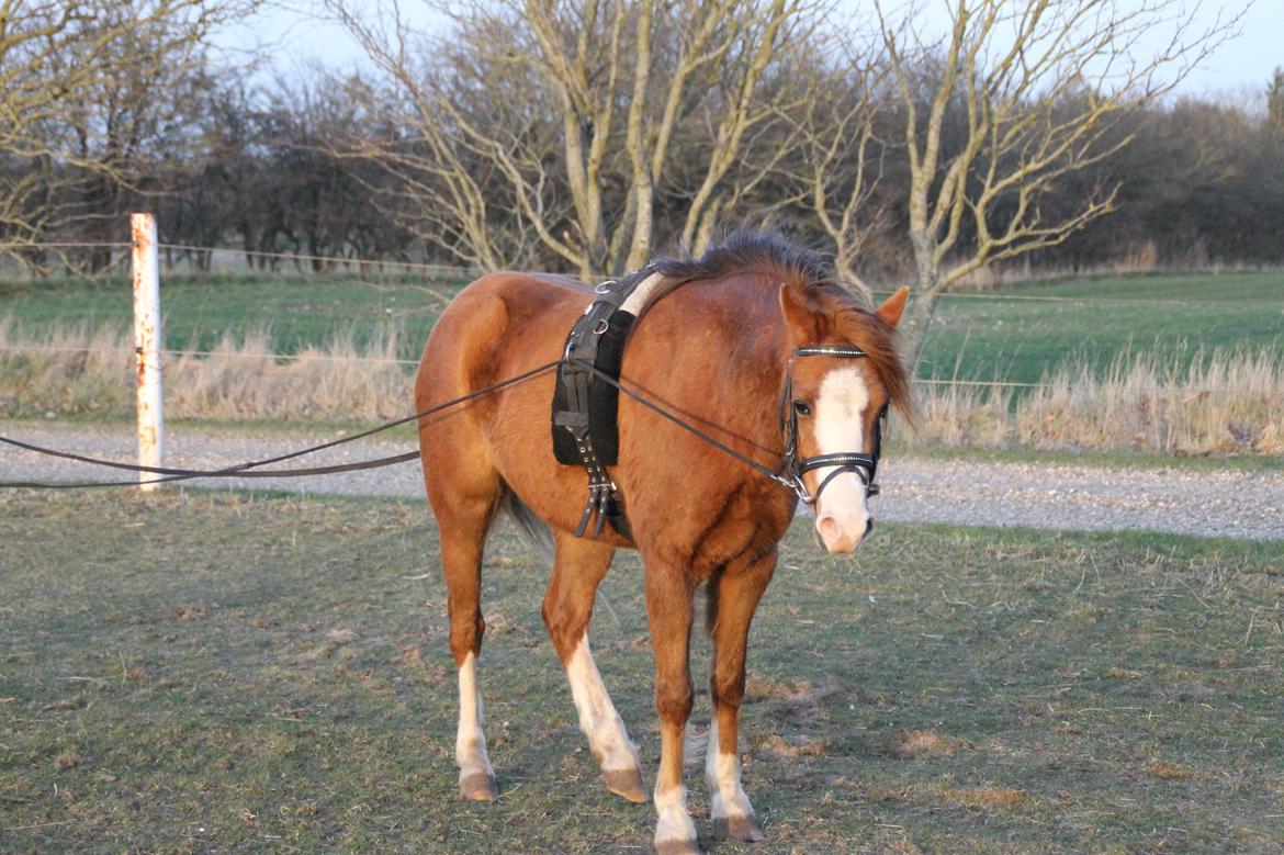 Welsh Pony (sec B) Caya's Angel billede 20