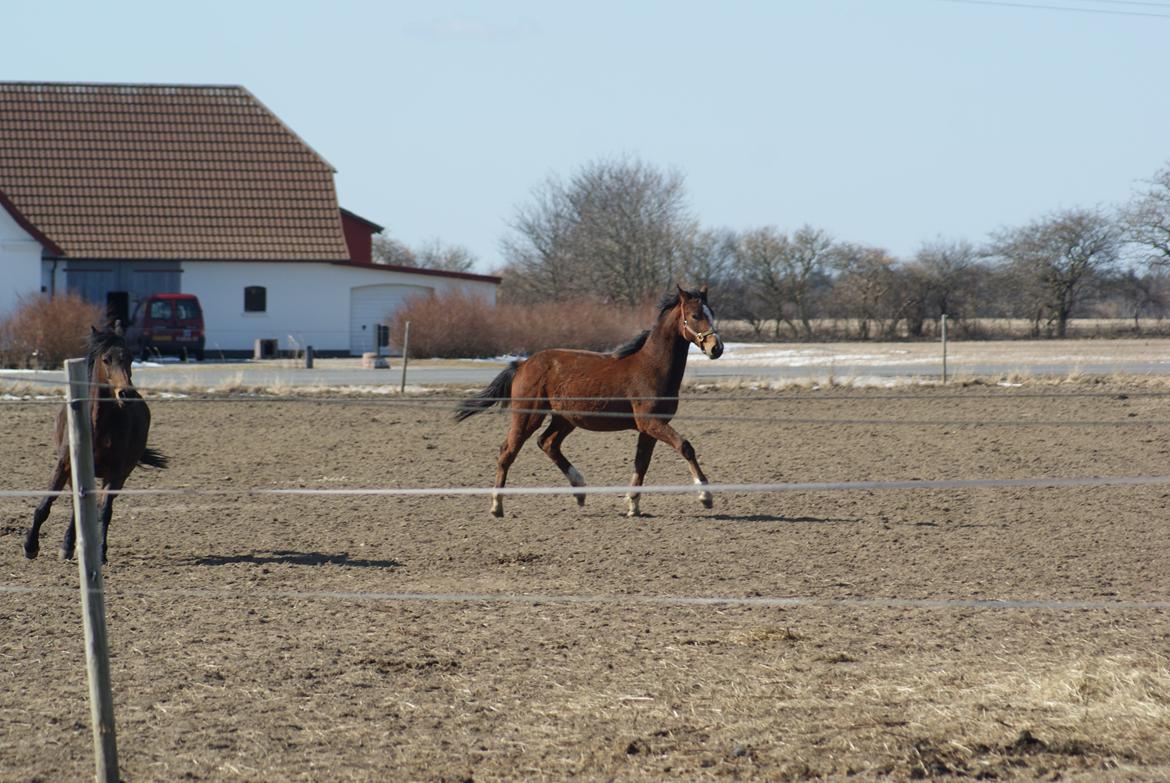 Welsh Partbred (Sec F) Skovsmindes Angelique (Angie) - April 2013. Hun bliver så hurtigt stor! billede 11