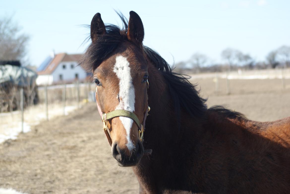Welsh Partbred (Sec F) Skovsmindes Angelique (Angie) - April 2013 - store Angie  billede 7