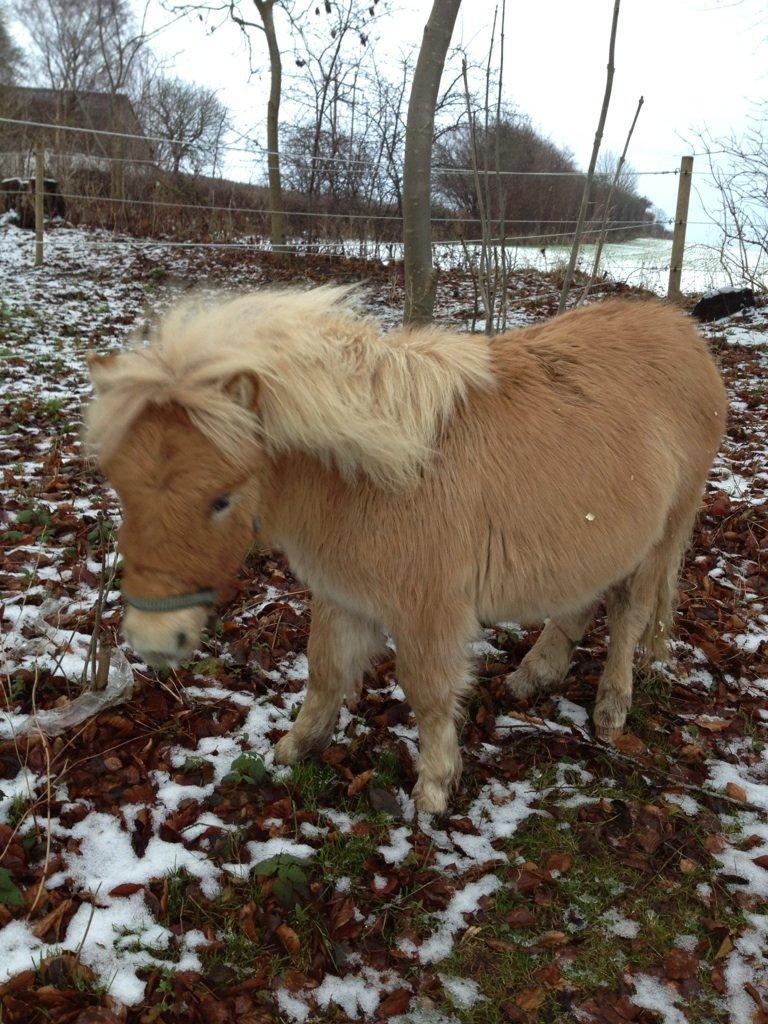 Shetlænder Bøgeskovs Walentino billede 11
