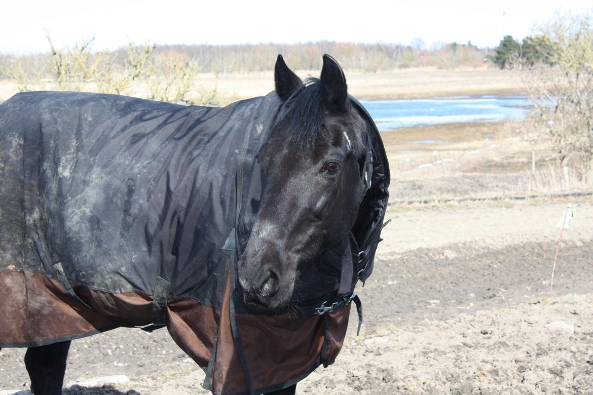 Traver Top gun (Himmelhest. Hvil i fred min engel) - Top gun billede 1