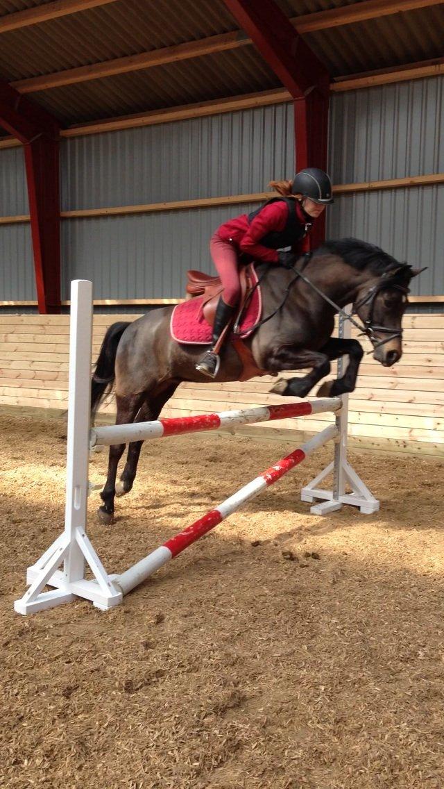 New Forest Løgtholt´s Bastian <3  - den pony er sku for lækker <3<3<3 billede 6