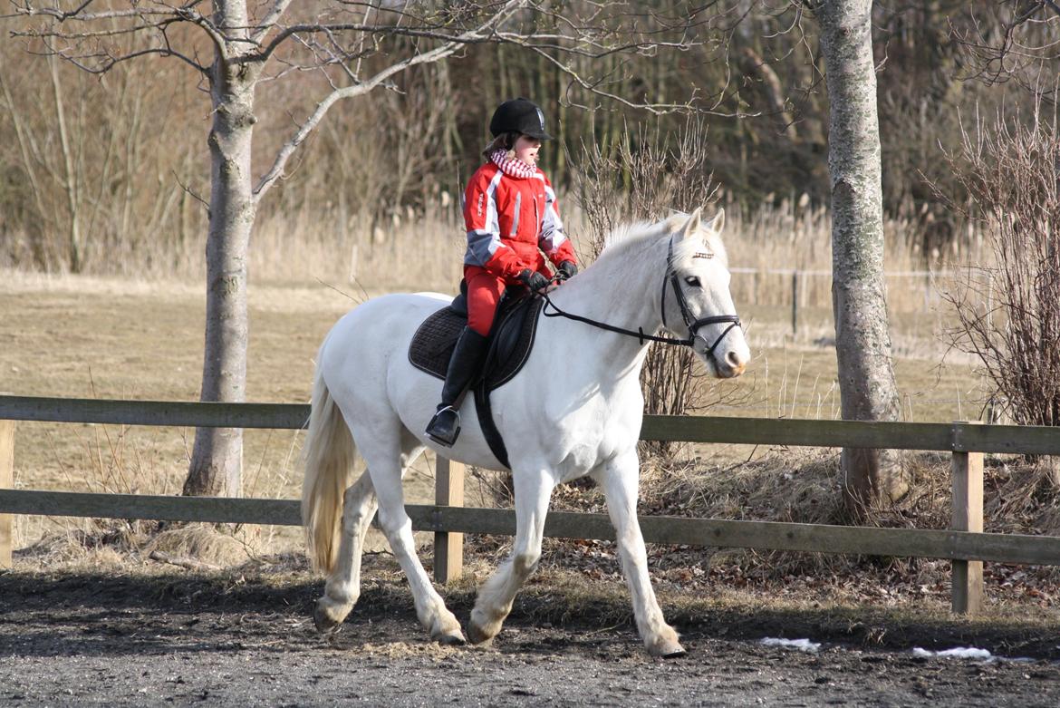 Anden særlig race Irish Patch - Alberte og IP d. 5.4.13 billede 19