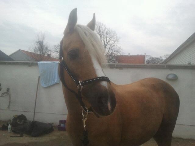 Tysk Sportspony Mühlenhofs Lambada (låne pony) billede 11