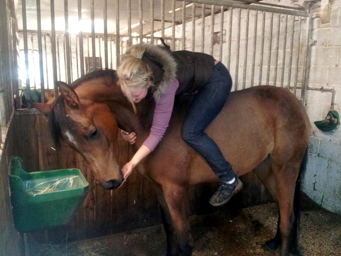 Arabisk fuldblod (OX) Zijara Amelia E'jaaz billede 19