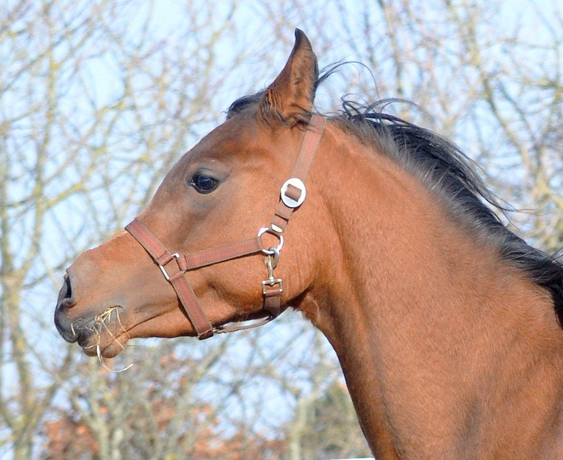 Arabisk fuldblod (OX) Zijara Amelia E'jaaz billede 20