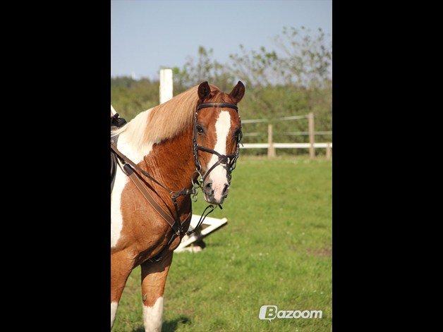 Pinto Tikana billede 1