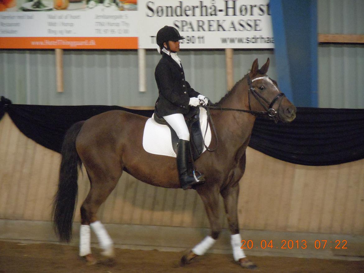 New Forest Elmholts Filicia - LD1 til 59,333% 2013 i April  billede 10