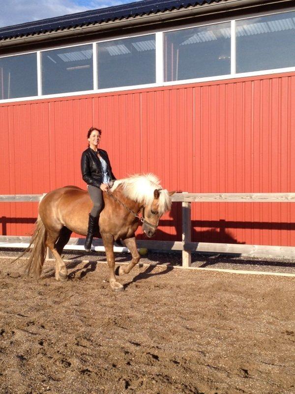 Haflinger Julle Lady Madonna <3 billede 18