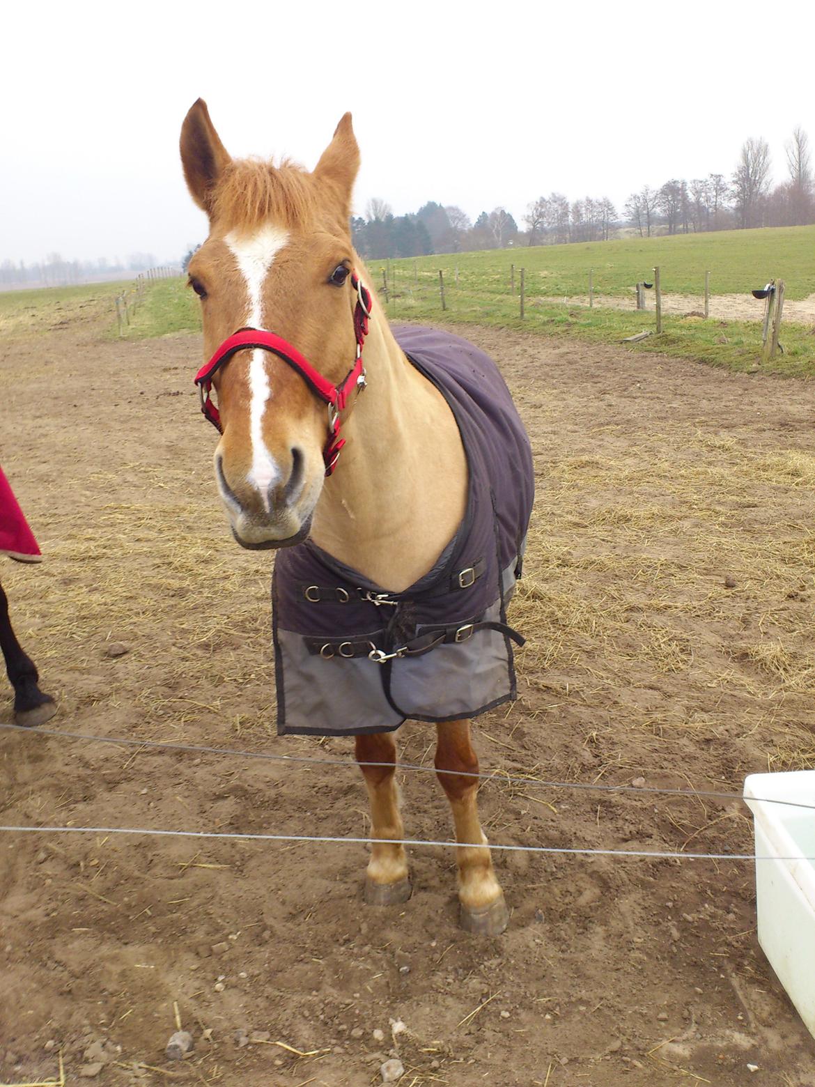 Anden særlig race <3 Rabondi <3 *SOLGT* billede 8