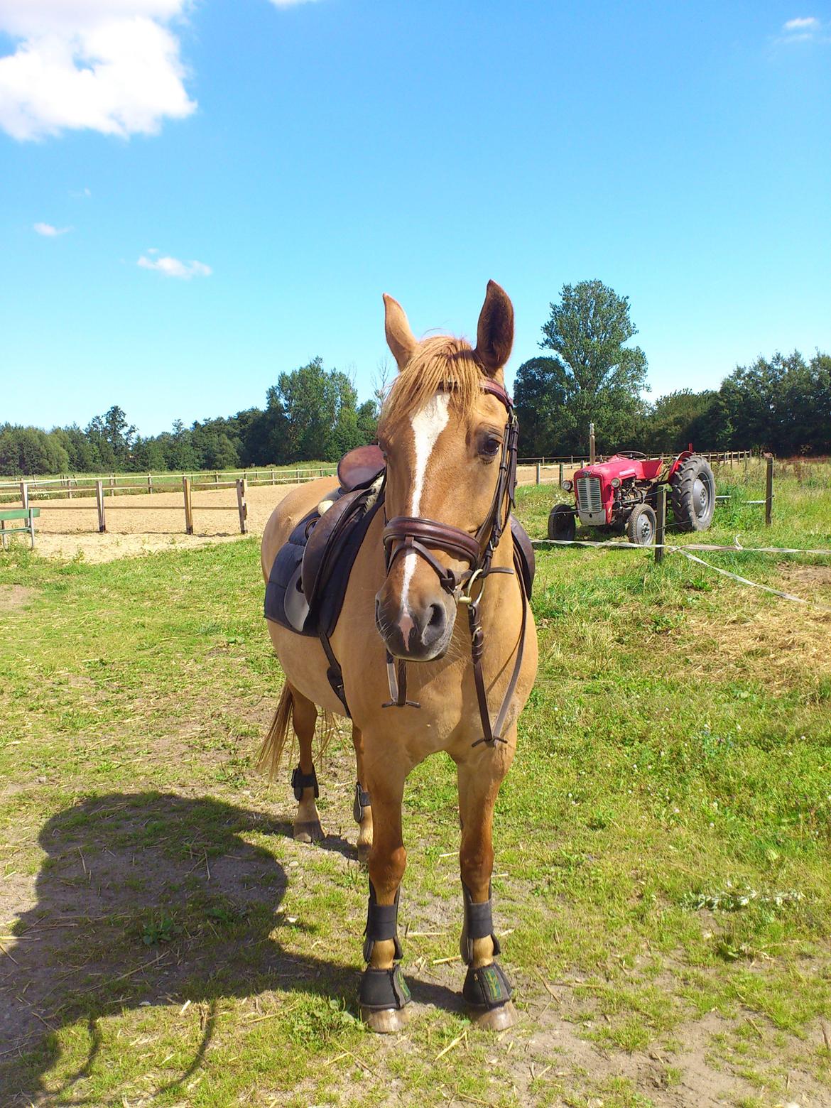 Anden særlig race <3 Rabondi <3 *SOLGT* billede 11