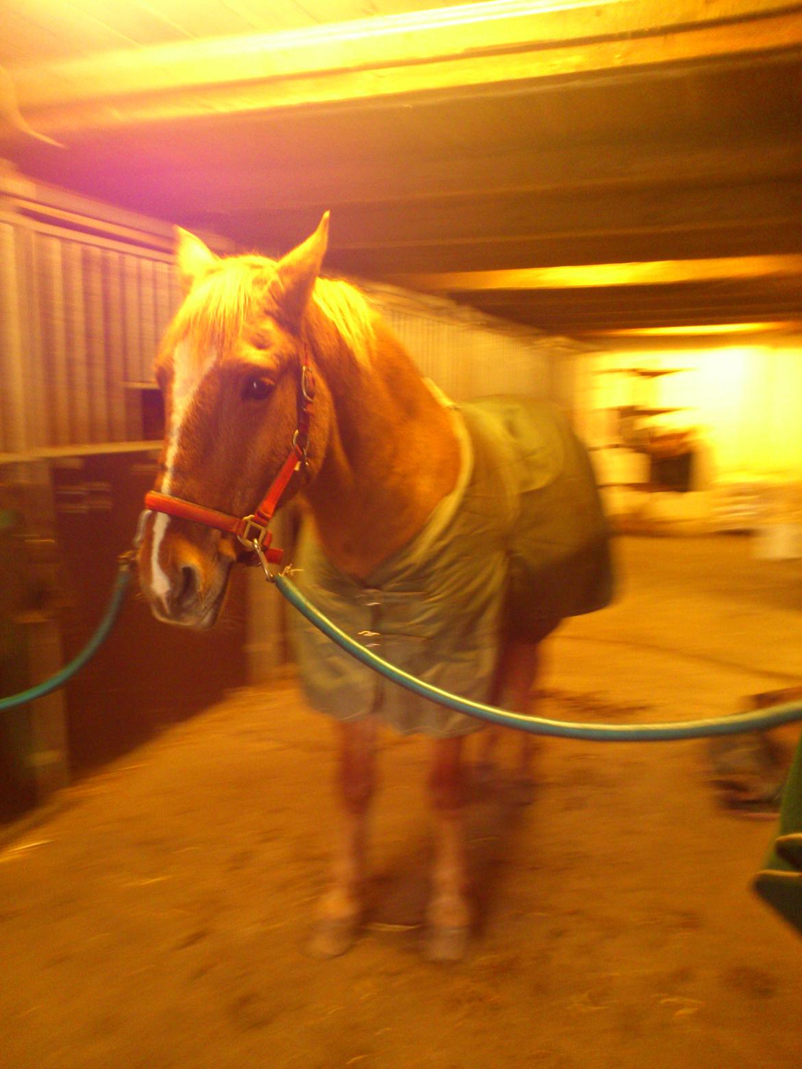 Anden særlig race <3 Rabondi <3 *SOLGT* billede 13