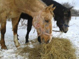 Palomino Golden Evolet - 13/2 2013 billede 2