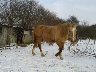 Palomino Golden Evolet billede 3