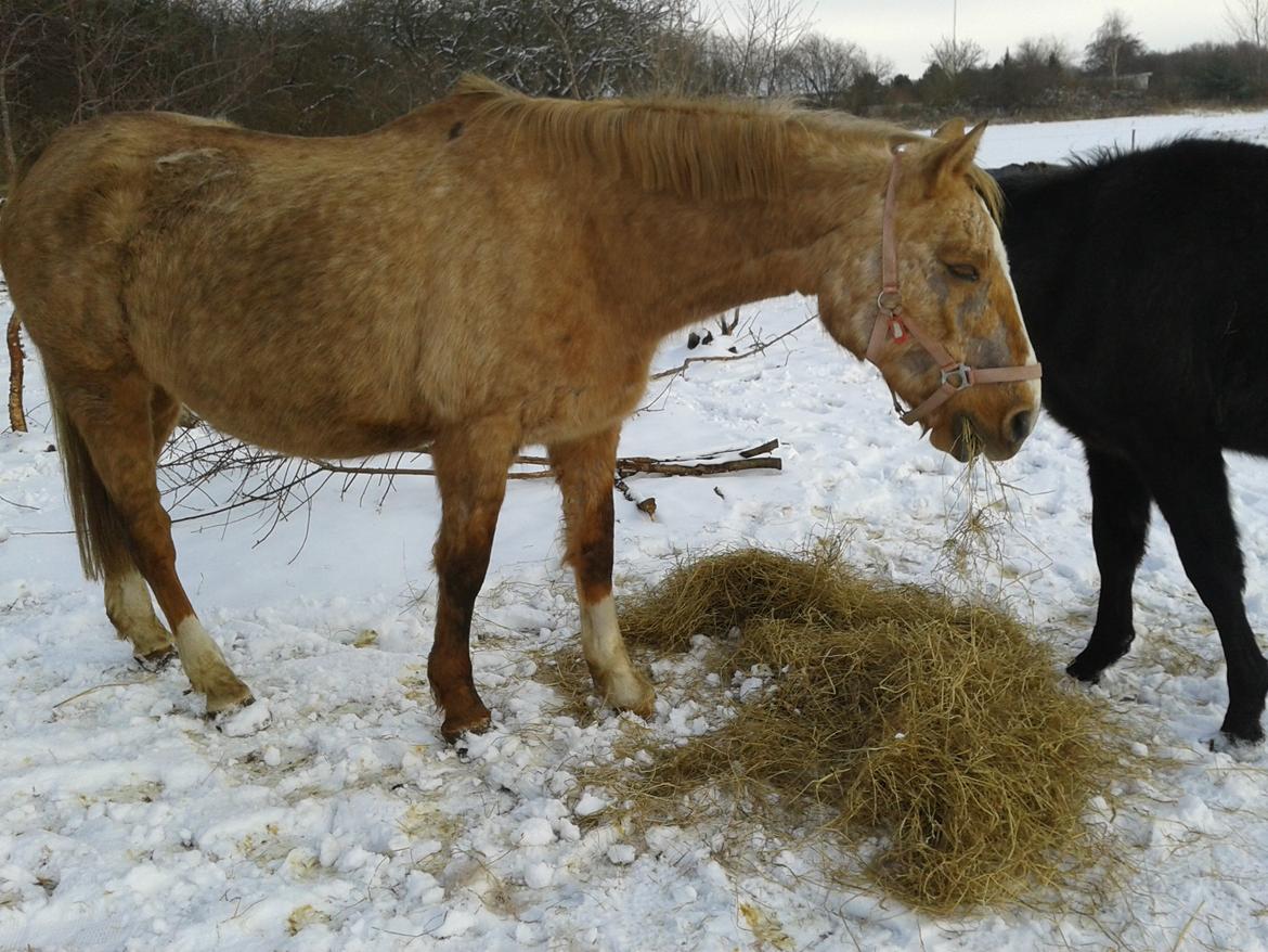 Palomino Golden Evolet billede 4
