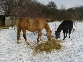Palomino Golden Evolet billede 5
