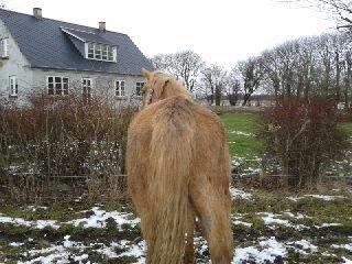 Palomino Golden Evolet billede 6