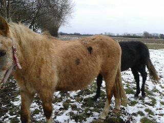 Palomino Golden Evolet billede 7