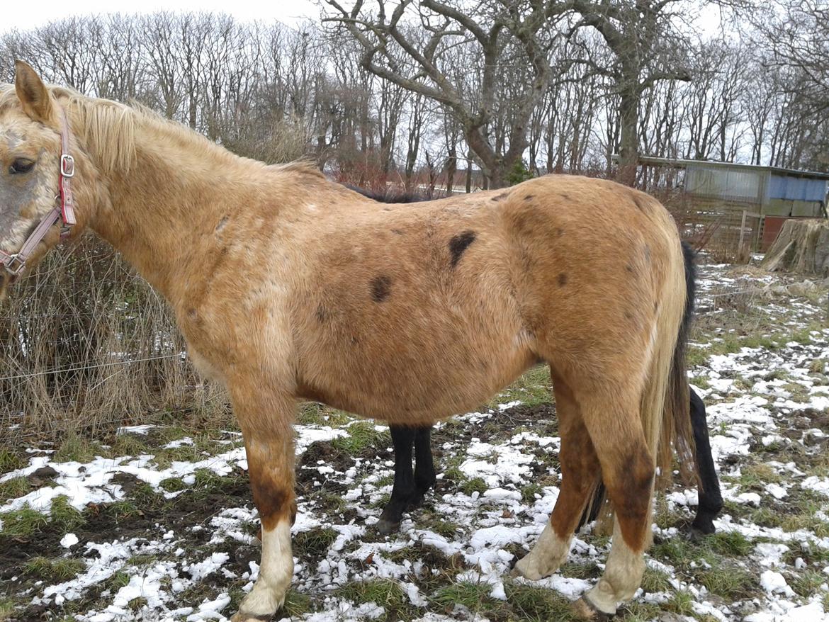 Palomino Golden Evolet billede 8