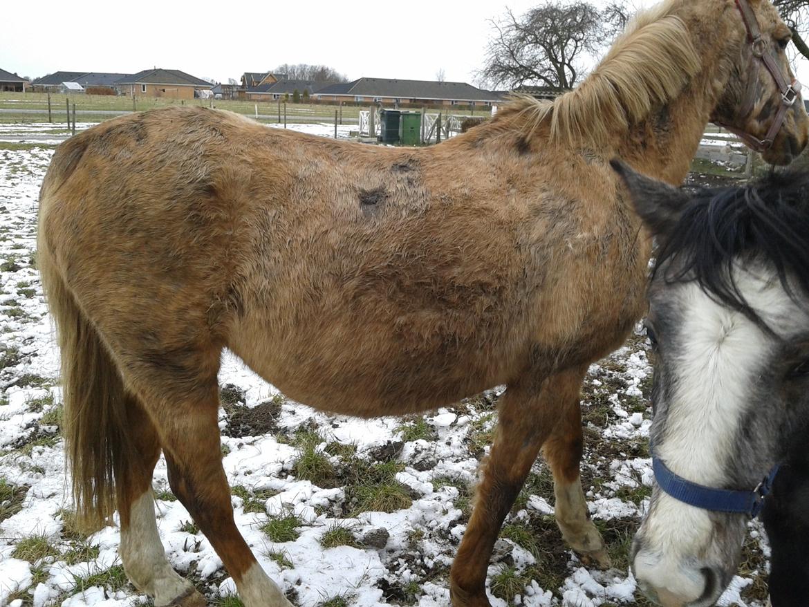 Palomino Golden Evolet billede 9