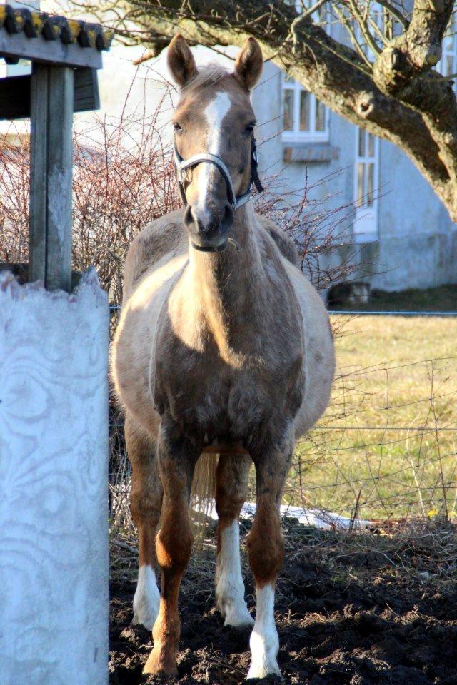 Palomino Golden Evolet - midt i marts billede 10