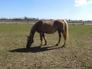 Palomino Golden Evolet billede 11