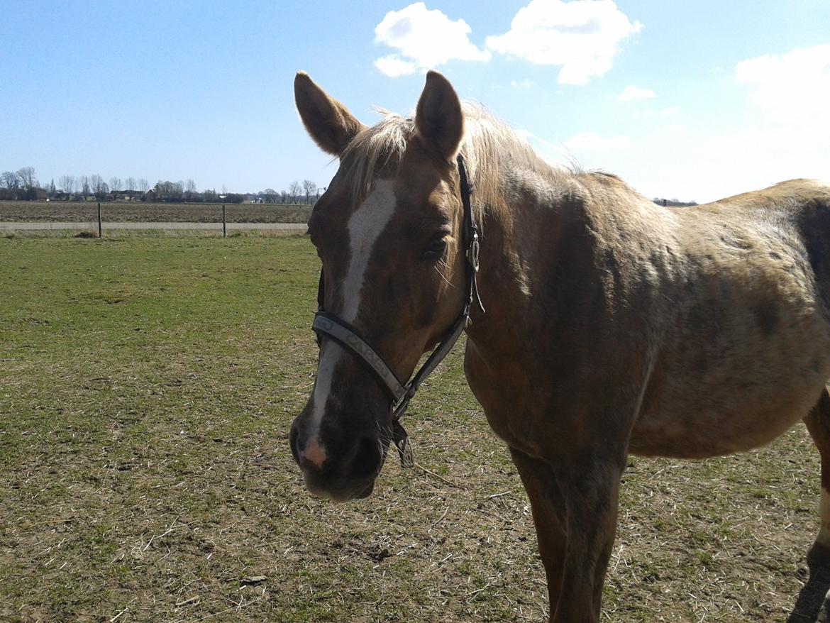 Palomino Golden Evolet billede 12