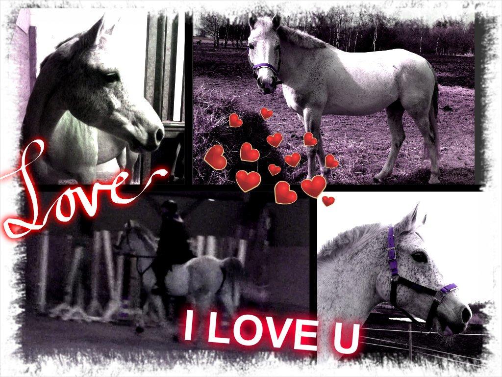 Arabisk fuldblod (OX) Zasba (Teddy) <3 billede 9
