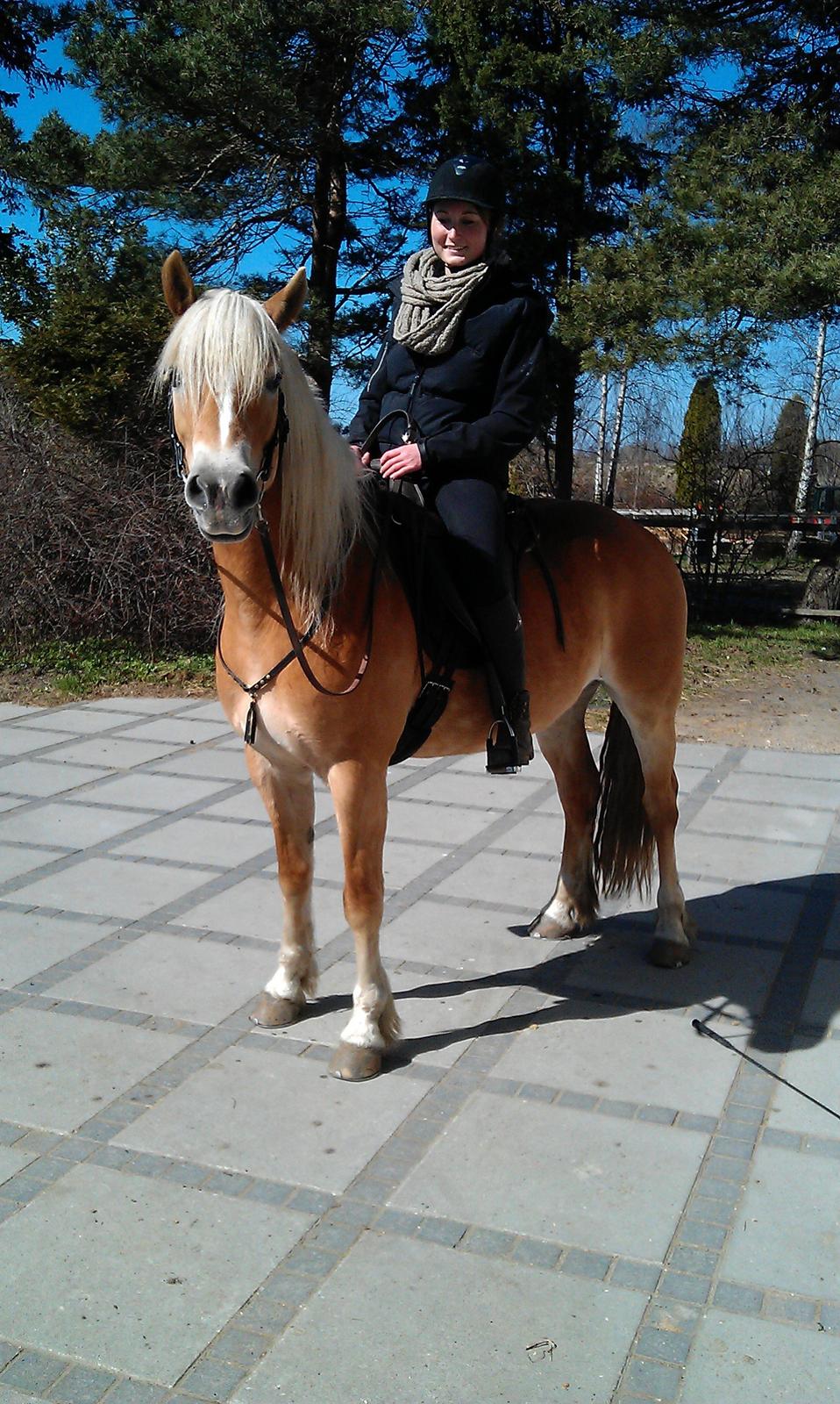 Tyroler Haflinger | Savage - 20-04-13 På gårdspladsen efter en skøn ridetur. billede 15