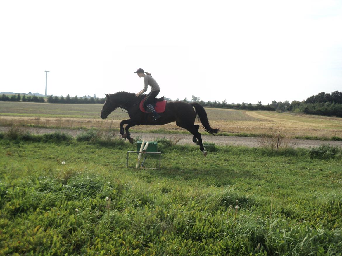 Traver Godiva pride<3 R.I.P ;( billede 18