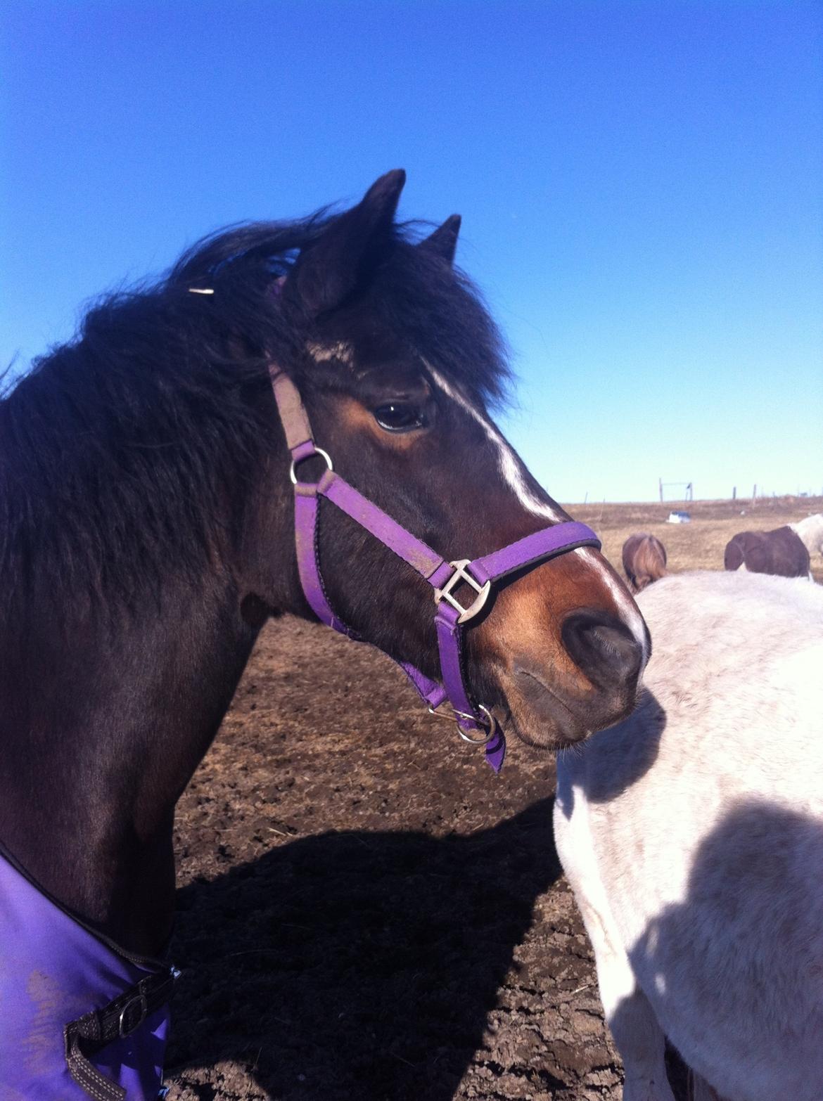 Anden særlig race Musse <3 billede 9