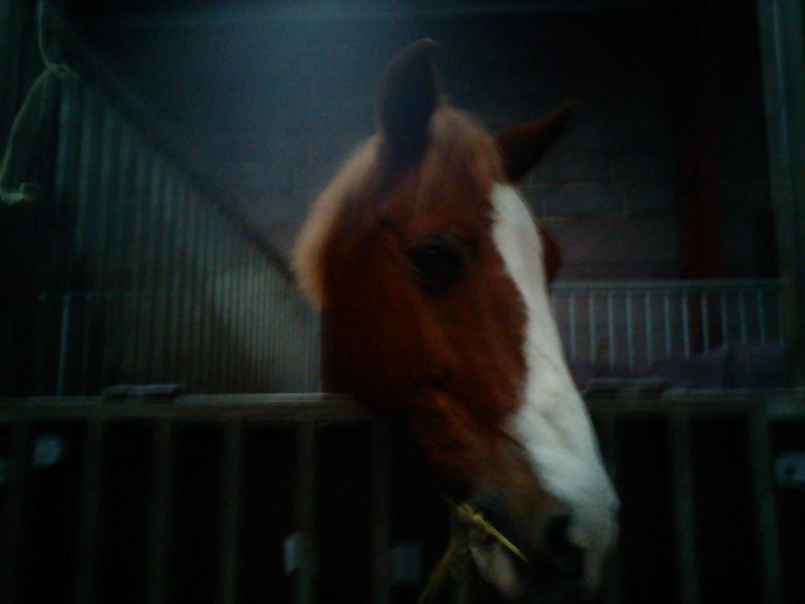 Pinto Tikana billede 13