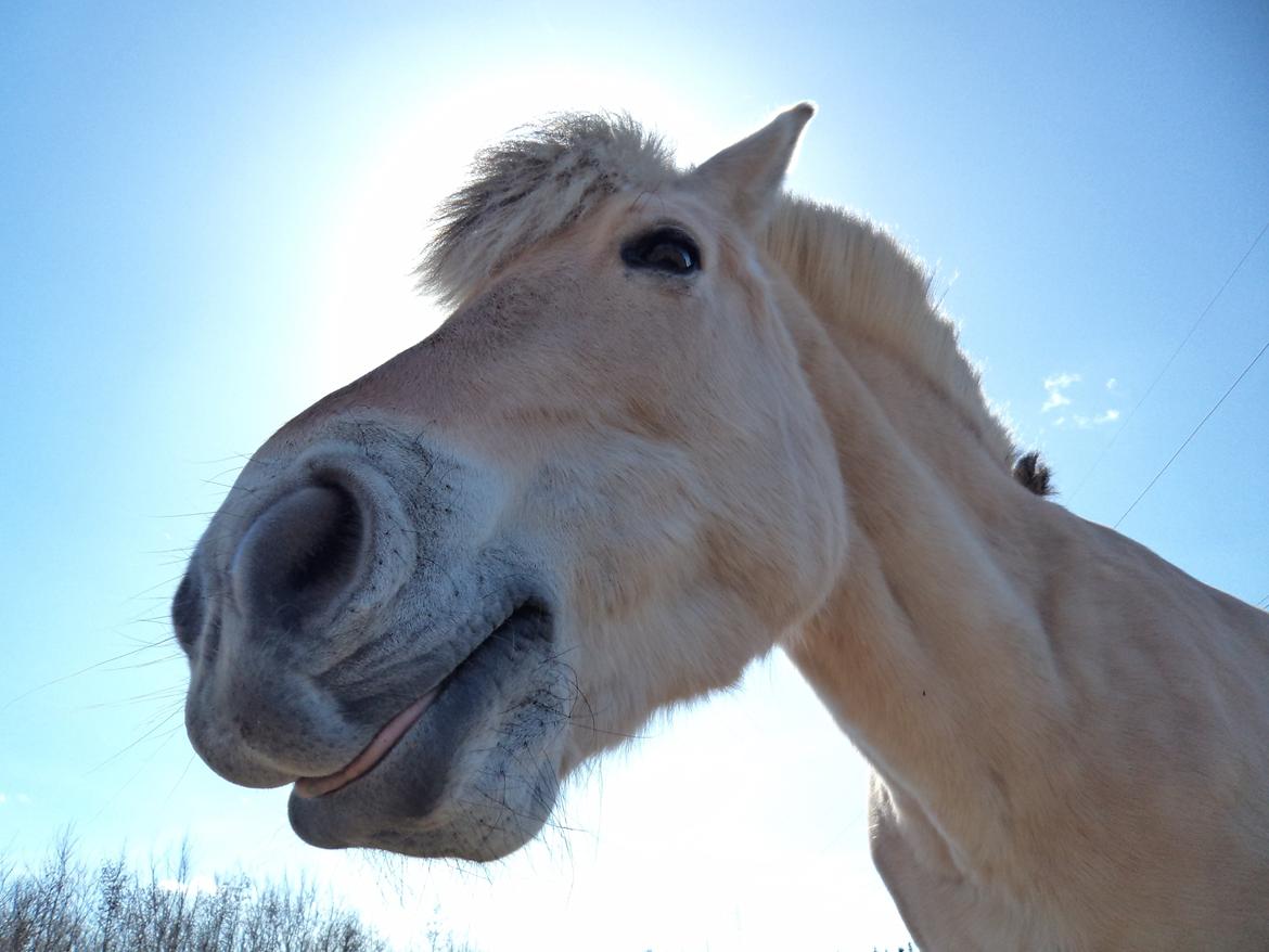 Fjordhest Laika [Birthe] <3 (I Will Always Love You) - Rækker lige tunge til fotografen :P  billede 17