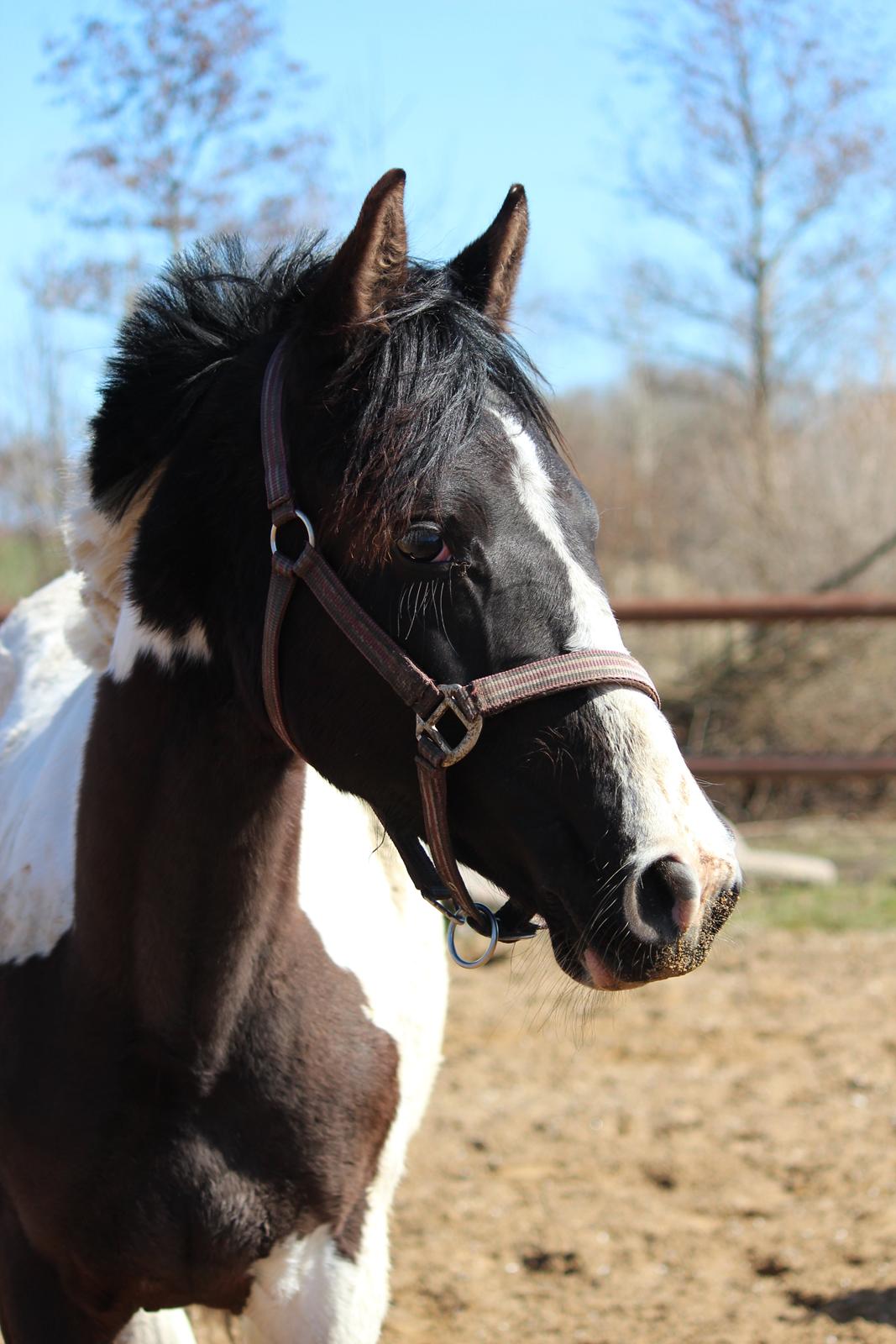 Pinto Aliyah billede 6