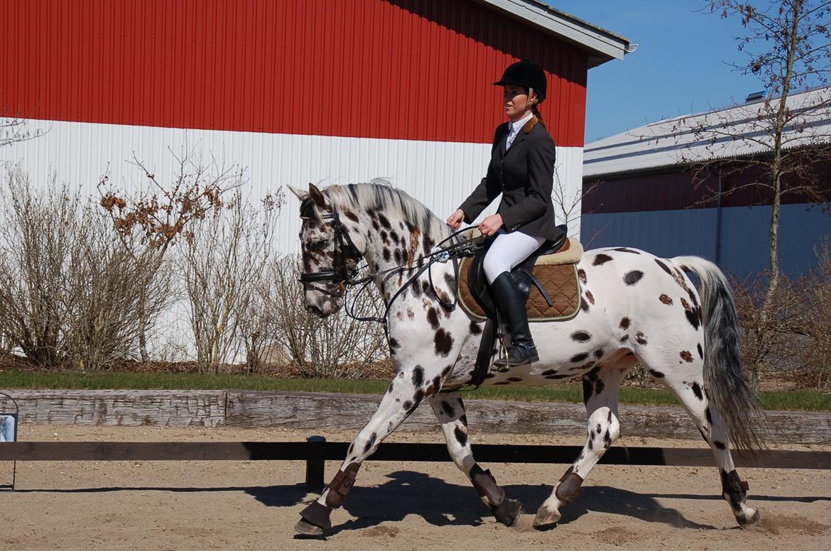 Knabstrupper Friis' Rex billede 19