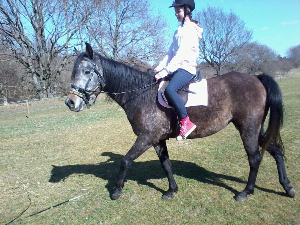 Anden særlig race Payback - Her første gang med rytter hvor hun forstod frem og stop signalerne :) d. 20/04-2013 billede 3