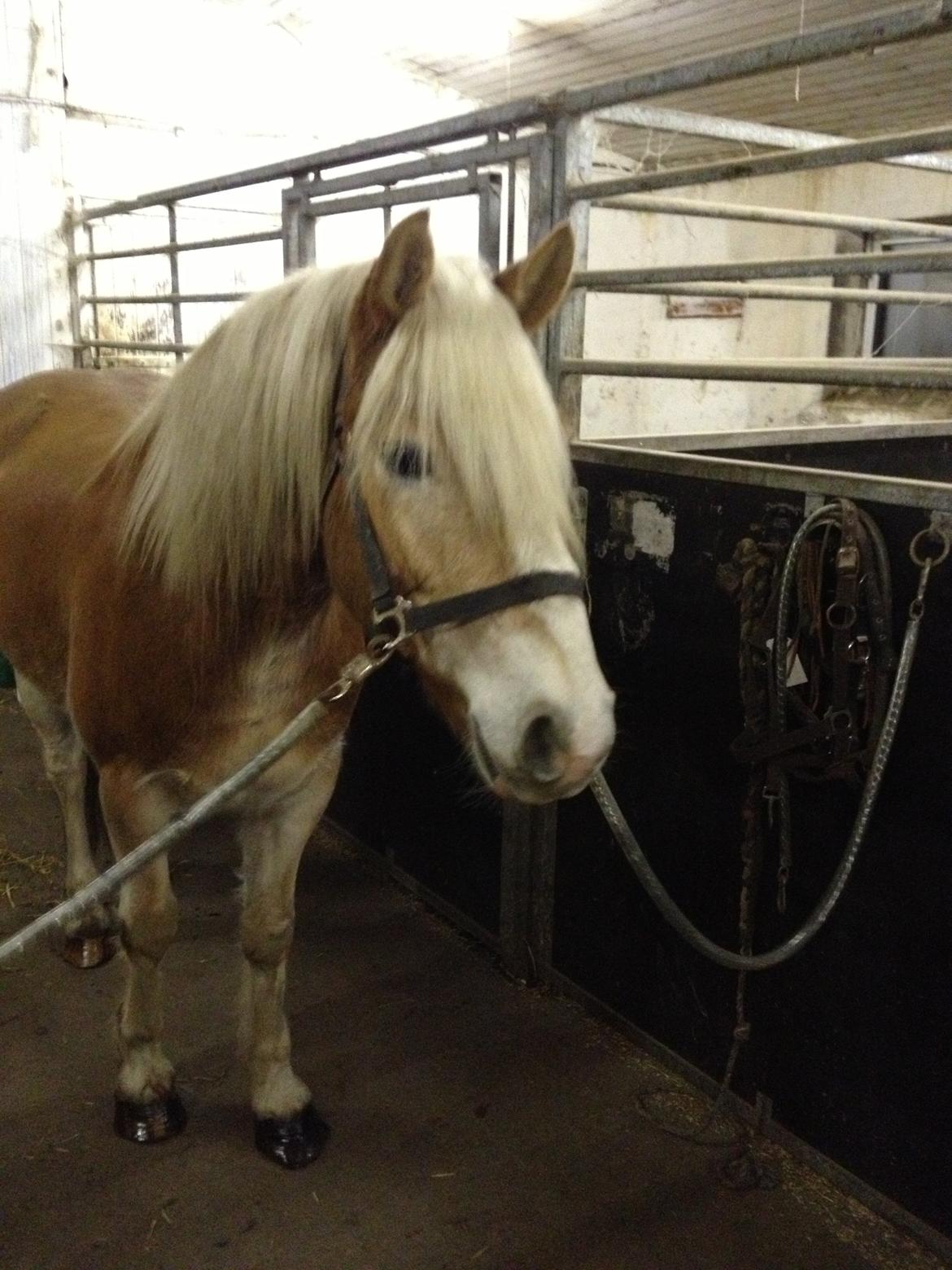 Tyroler Haflinger willie solgt - min dejlige dreng billede 1