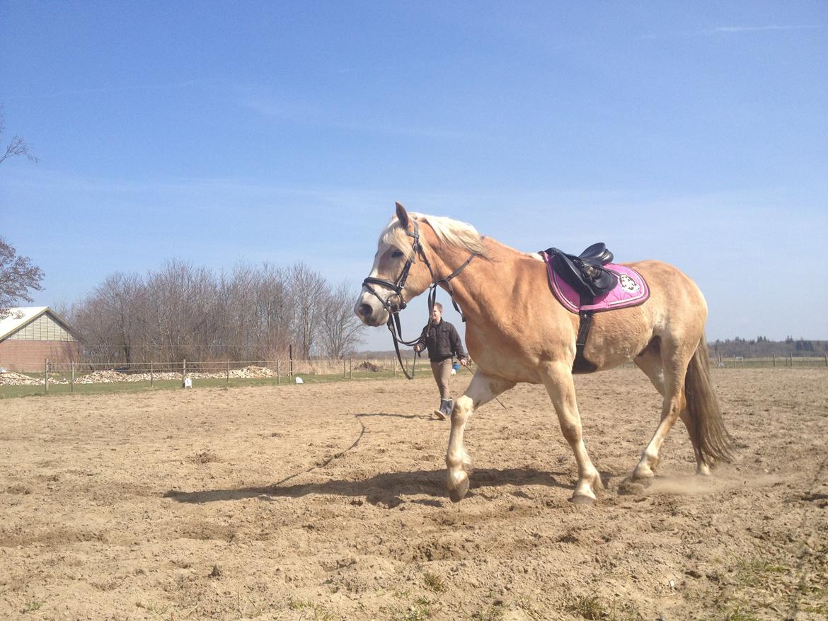 Tyroler Haflinger willie solgt billede 2