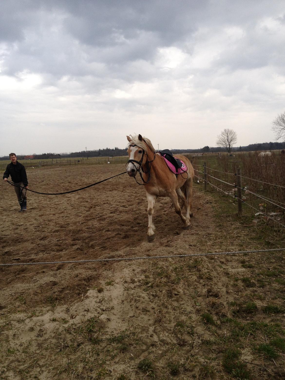 Tyroler Haflinger willie solgt billede 3