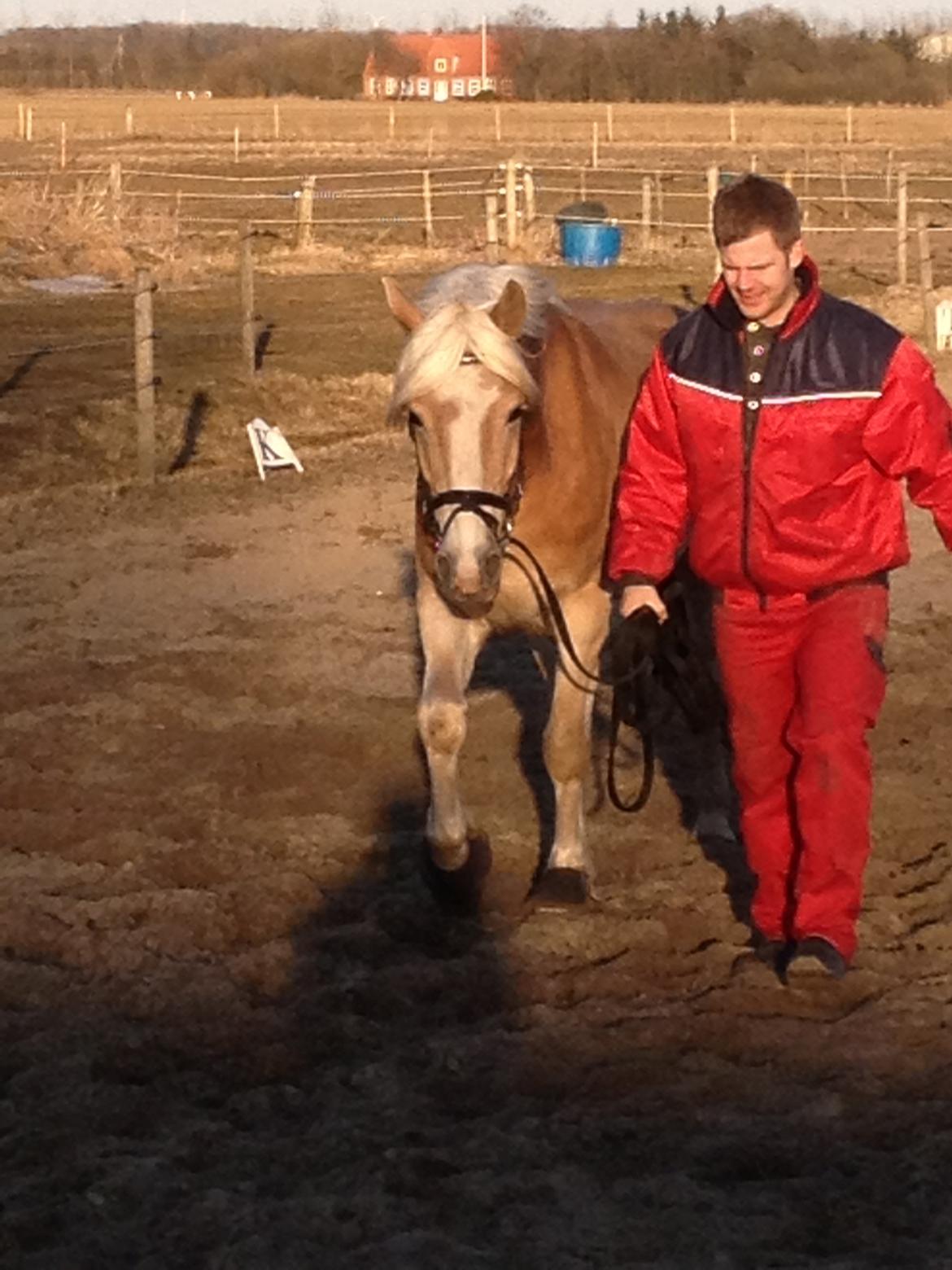 Tyroler Haflinger willie solgt billede 4