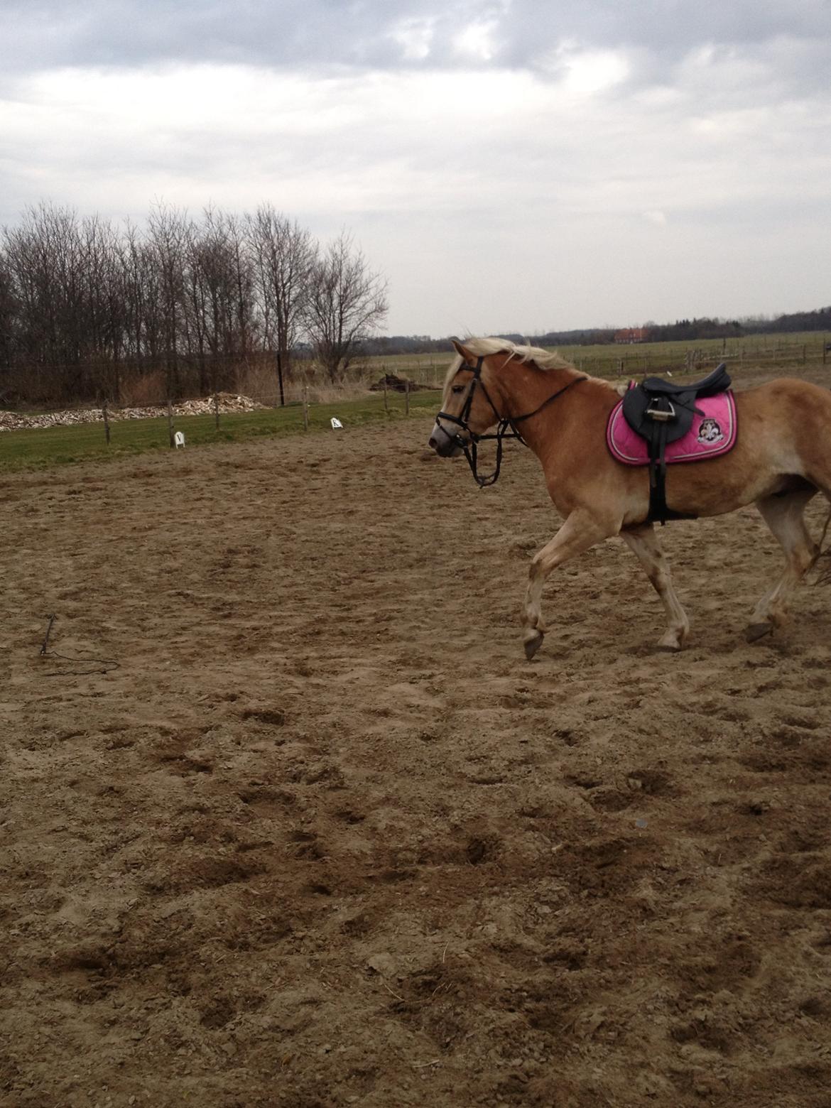 Tyroler Haflinger willie solgt billede 5