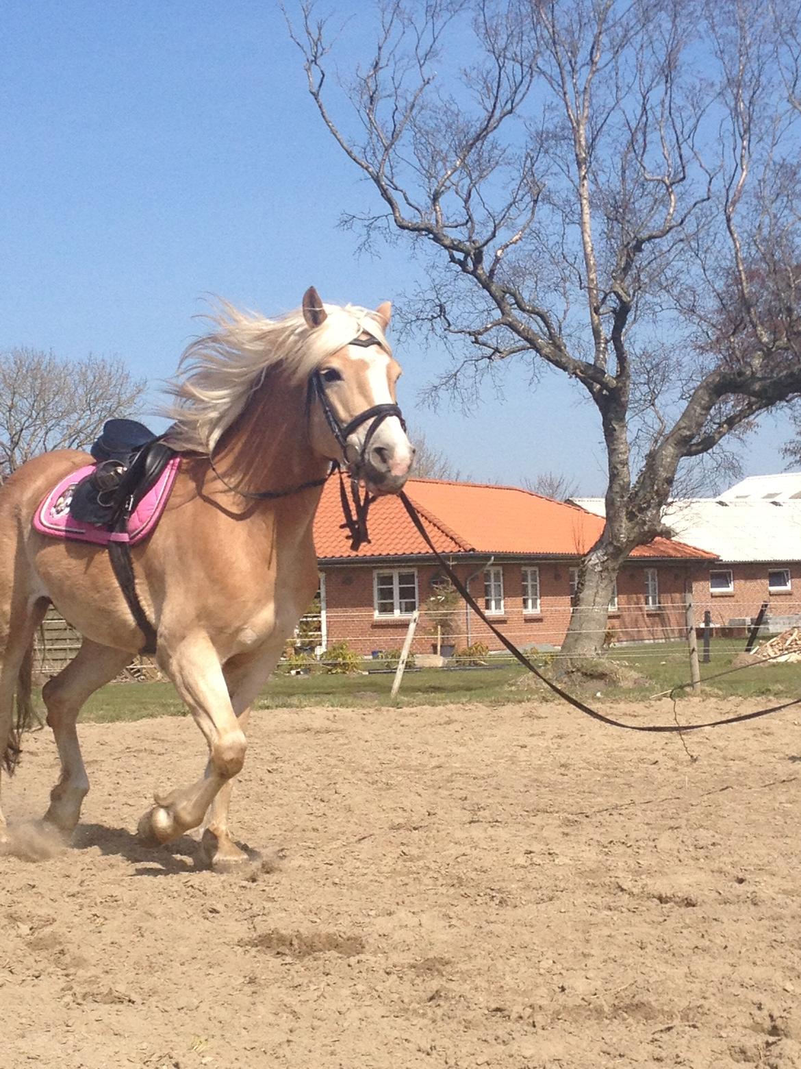 Tyroler Haflinger willie solgt billede 6