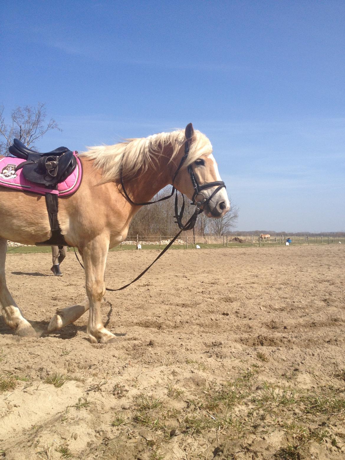 Tyroler Haflinger willie solgt billede 7