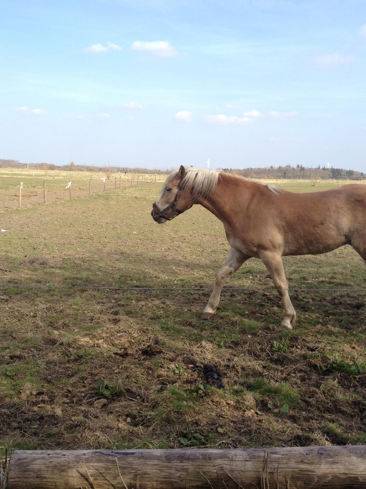 Tyroler Haflinger willie solgt billede 8