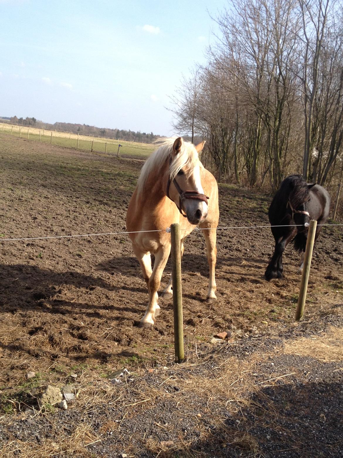 Tyroler Haflinger willie solgt billede 9