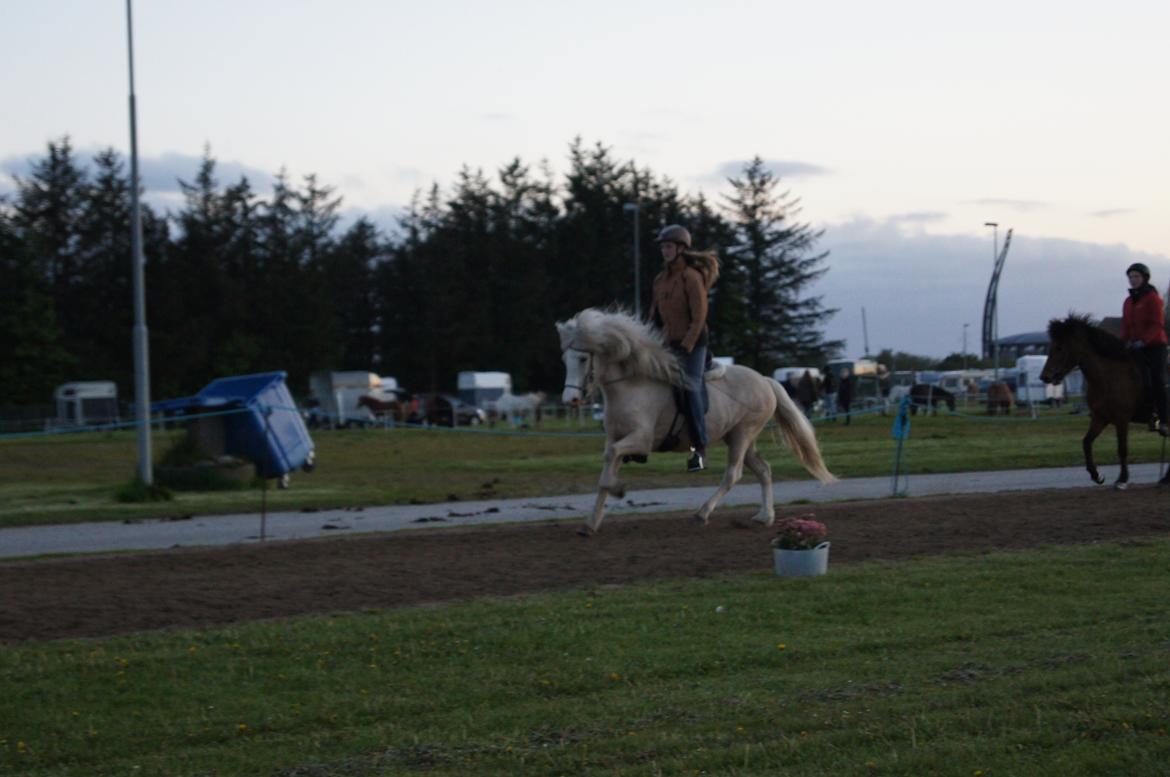 Islænder Sif fra sdr. Marken billede 10
