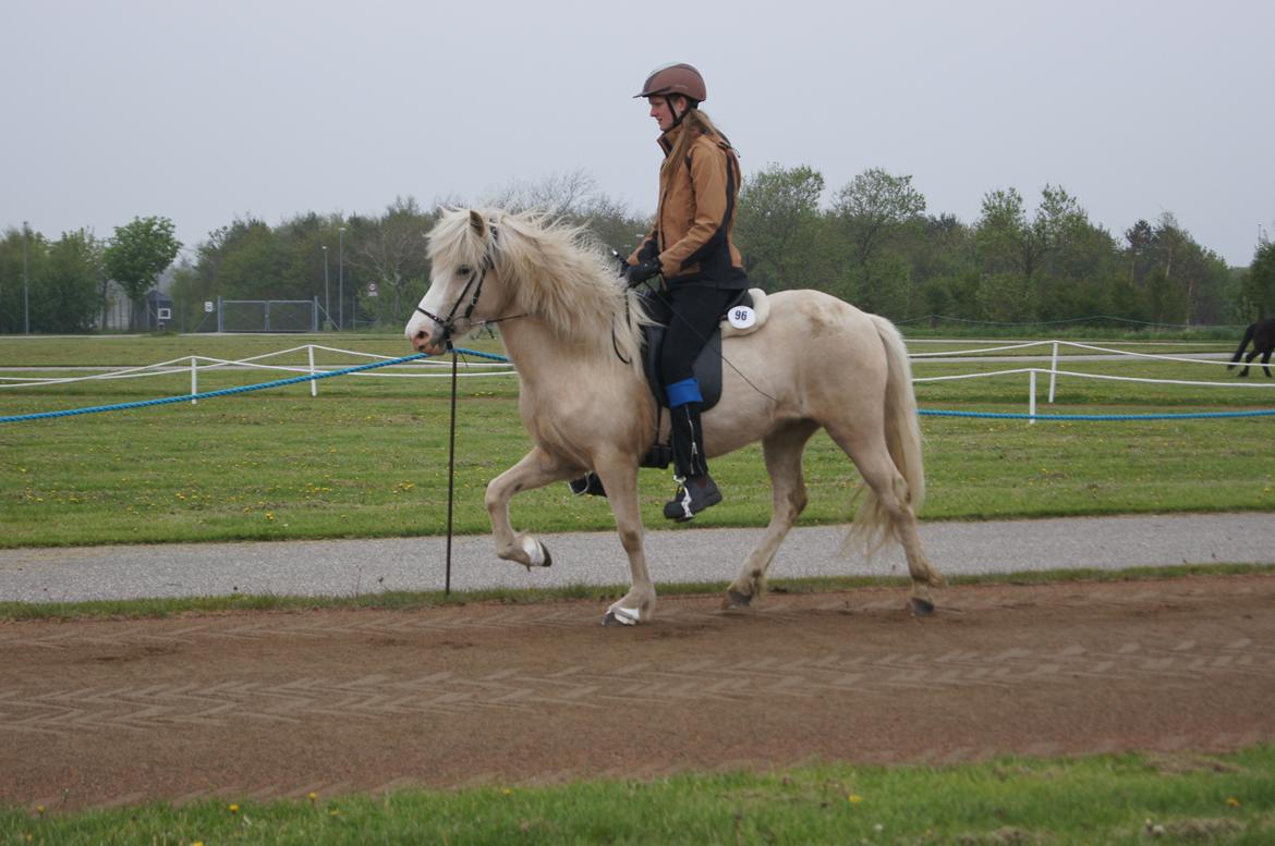 Islænder Sif fra sdr. Marken billede 12
